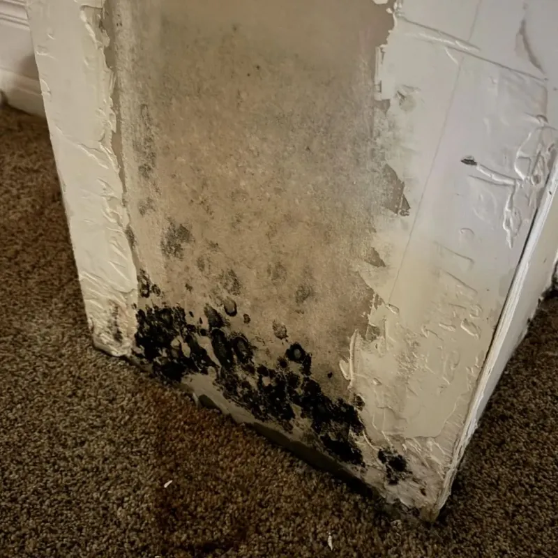 Professional Mold Removal in Muskogee, OK
